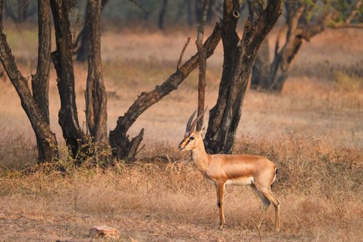 Young Indian bennetti gazelle or chinkara walking and grazing in the forest of Rathnambore National Park. Tourism elecogy environment background. Rajasthan, India