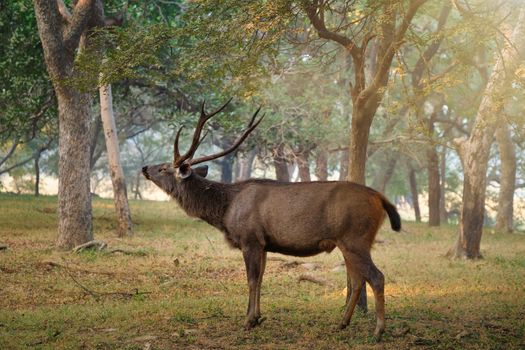 Male sambar (Rusa unicolor) deer eating tree leaves in the forest. Sambar is large deer native to the Indian subcontinent and listed as vulnerable spices. Ranthambore National Park, Rajasthan, India