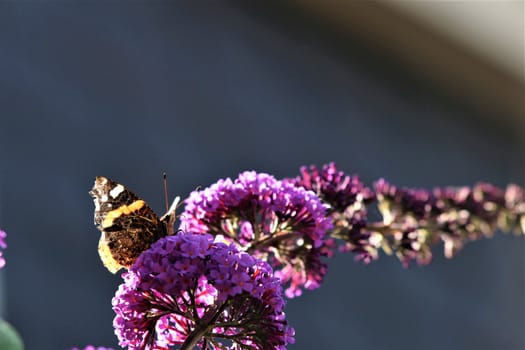 Nymphalidae,Admiral Vanessa atalanta butterfly on a summer lilac against a blurry background