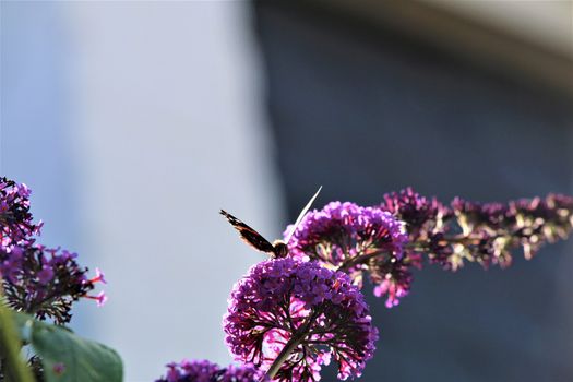 Nymphalidae,Admiral Vanessa atalanta butterfly on a summer lilac against a blurry background