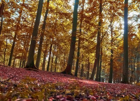 Beautiful panorama view on a golden autumn landscape in the middle of october