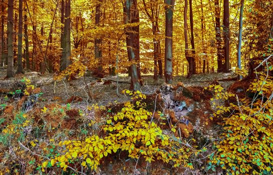 Beautiful panorama view on a golden autumn landscape in the middle of october