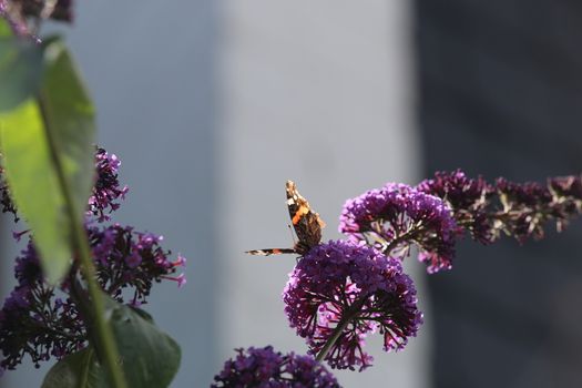 Nymphalidae,Admiral Vanessa atalanta butterfly on a summer lilac against a blurry background