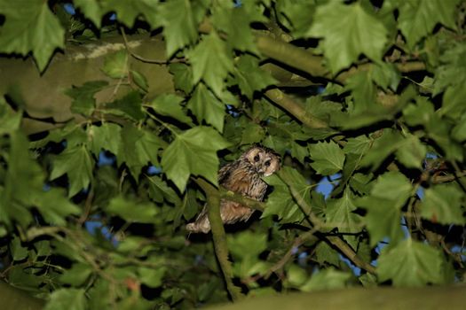 A tawny owl sits in the foliage of the plane tree