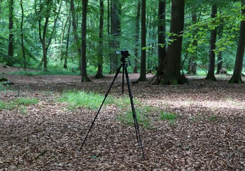Camera on a tripod standing in a forest with no people around