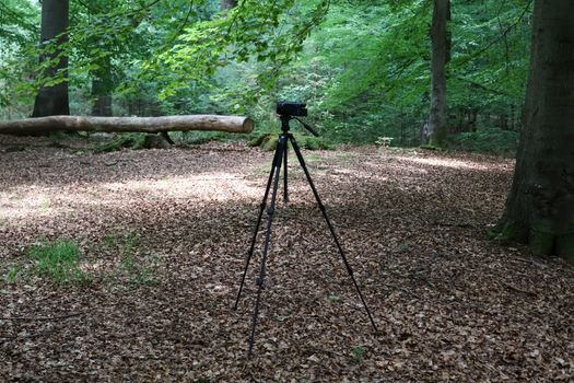 Camera on a tripod standing in a forest with no people around