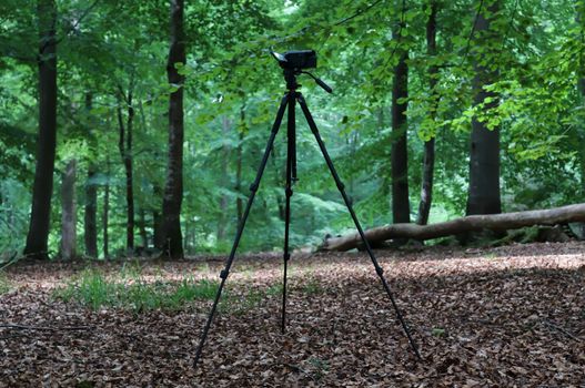 Camera on a tripod standing in a forest with no people around