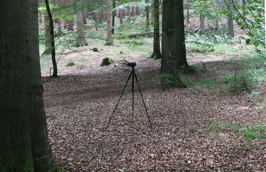 Camera on a tripod standing in a forest with no people around