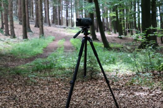 Camera on a tripod standing in a forest with no people around