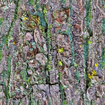 Photo realistic seamless texture pattern of tree bark in high resolution