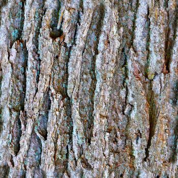 Photo realistic seamless texture pattern of tree bark in high resolution