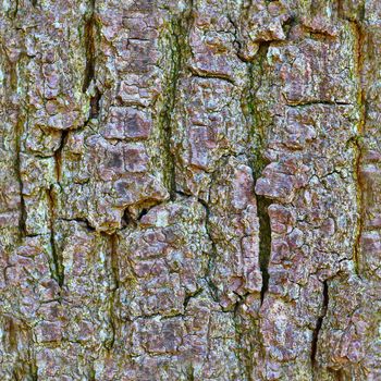 Photo realistic seamless texture pattern of tree bark in high resolution