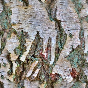 Photo realistic seamless texture pattern of tree bark in high resolution