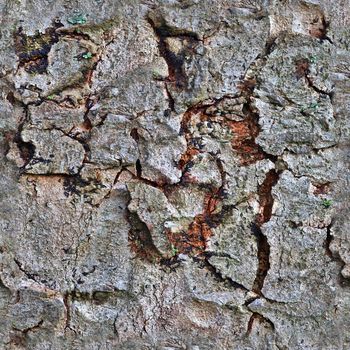 Photo realistic seamless texture pattern of tree bark in high resolution