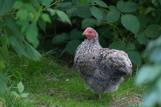 3 - Face naturally lit, this bantam silver pencilled wyandotte pure bred pet chicken is framed by leafy deep greens. Garden rural scene.