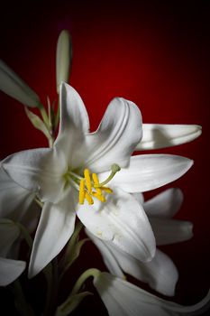 White lily flower on a red background