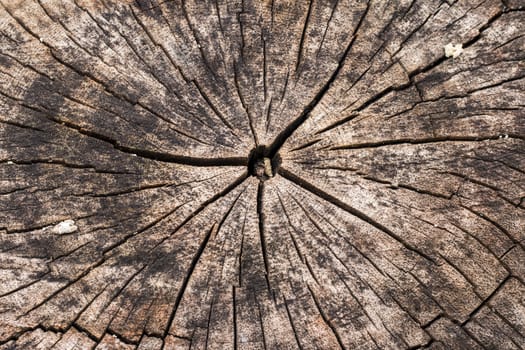 Dark brown tree trunk texture or background