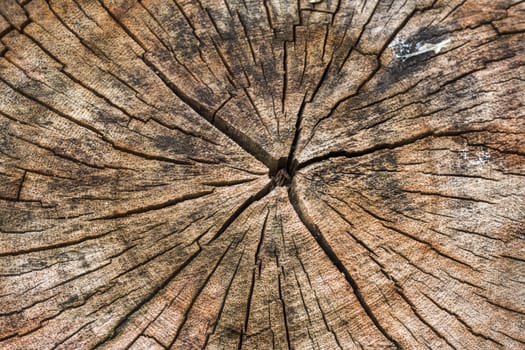 Dark brown tree trunk texture or background