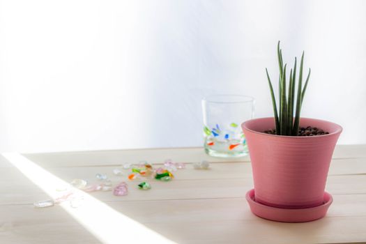 Sansevieria Stucky planted in a pink pot and Colored Glass cup on table at the window with sun light.