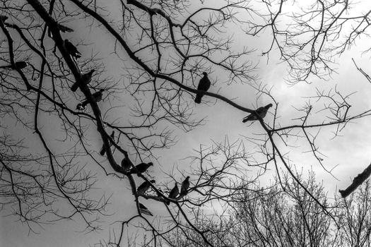 Spooky Dove Birds.