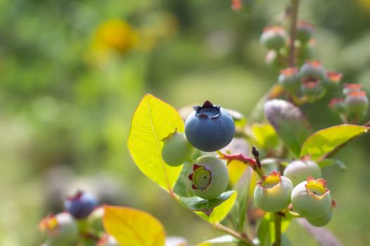 Single ripe blueberry in a cluster or ripening berries on a bush outdoors in summer sunshine in close up with copyspace