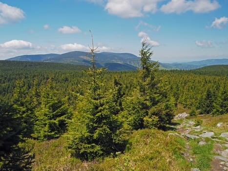 young spruce tree forest in Jeseniky mountain Czech Republic - summer blue sky