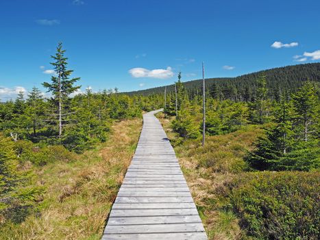 wooden plank footpath in Jeseniky mountain national park in spruce tree forest in Czech Republic with blue sky
