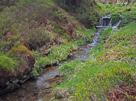 forest water stream cascade in the geen grass