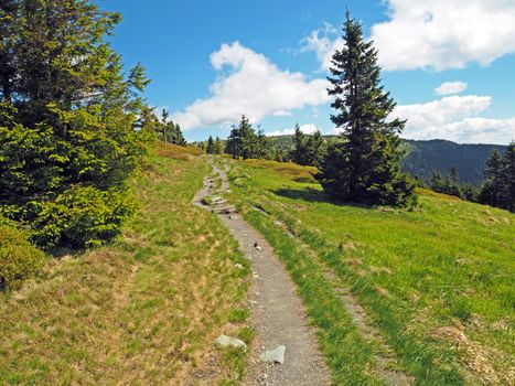 footpath in Jeseniky mountain grass, tree and blue sky and white clouds in Czech Republic