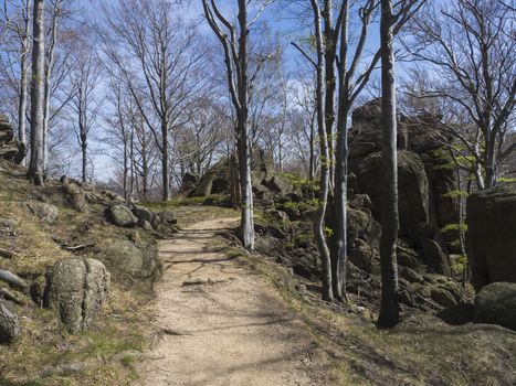 empty beige sand footpath road with rocks, boulders and beach tree forest, vibrant spring green, blue sky background.