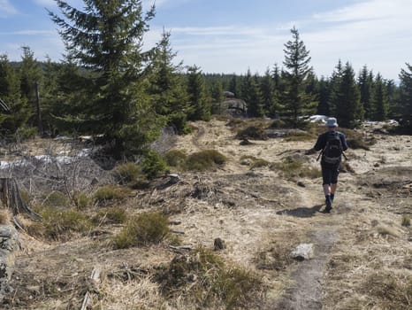 hiker man with backpack and hat walking on footpath or bypath in Jizerske hory mountain in spring with lush green spruce tree forest and snow at sunny day, blue sky background.
