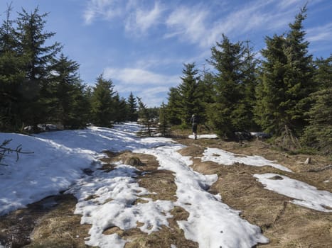 hiker man with backpack and hat walking on footpath or bypath in Jizerske hory mountain in spring with lush green spruce tree forest and snow at sunny day, blue sky background.