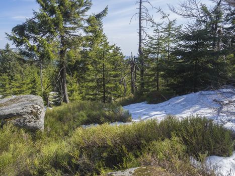 Jizera Mountains jizerske hory panoramic landscape, view from ridge of holubnik mountain with lush green spruce forest, trees, boulders and blue sky background, springtime with snow remains.