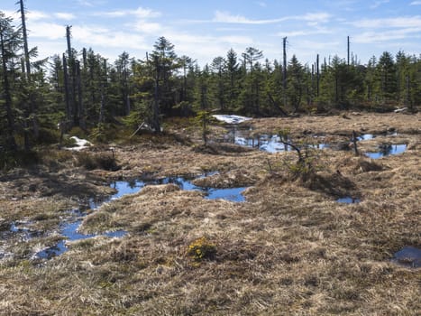 footpath in Jizerske hory mountain in spring with lush green spruce tree forest and melting snow puddle at sunny day, blue sky background.