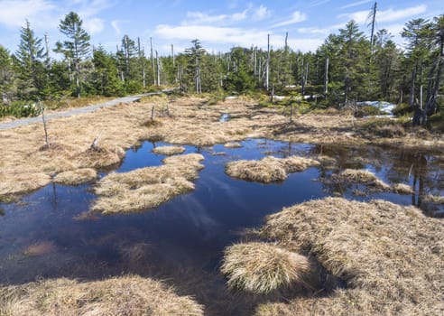 wooden footpath in Jizerske hory mountain in spring with lush green spruce tree forest and water puddles from melting snow at sunny day, blue sky background.
