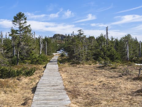 wooden footpath in Jizerske hory mountain in spring with lush green spruce tree forest and snow at sunny day, blue sky background
