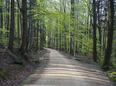 forest aphalt road curve in green beach tree forest, vibrant spring green, copy space