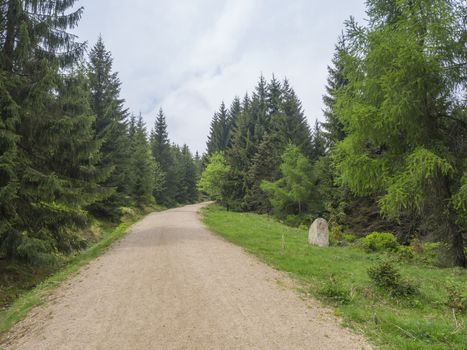 empty beige sand footpath road in green conifer spruce tree forest, vibrant spring green, copy space