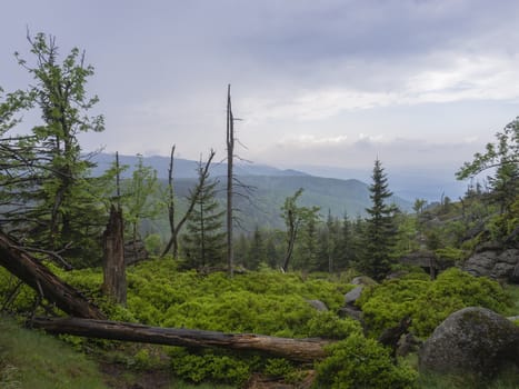 Jizera Mountains (jizerske hory) panorama, view from hill Frydlantske cimburi, Friedlander Zinne with lush green spruce forest, bare trees, boulders and blue sky, white clouds background, springtime