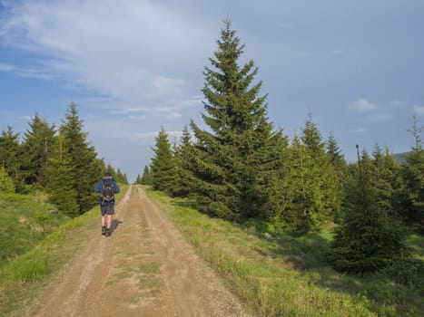 hiker man with backpack walking on footpath in Jizera mountain on sping lush green meadow, spruce tree forest with blue sky background