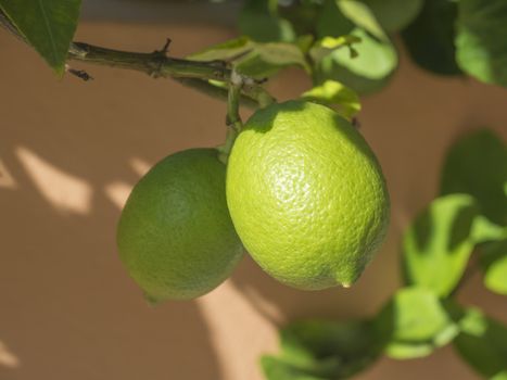 Close up lime or lemon tree, Citrus aurantifolia on the tree branche. Nature view Limes and leaves on orange wall background. Selective focus.