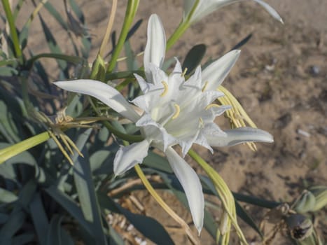 Close up of an white Pancratium maritimum plant, also known as sea daffodil or sand lily, from the Amaryllidaceae family .On the sandy dunes of the Mediterranean coasts, selective focus.