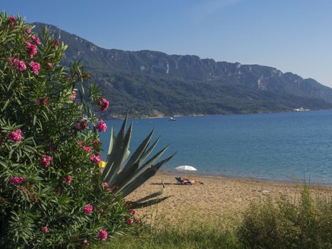 View on sand beach and turquoise sea shore at Agios Georgios Pagon at Corfu island, Greece with beatiful blooming pink Nerium oleander, aloe vera plant and couple relaxing on sunbed with white umbrella, green hill and clear blue sky backgound.