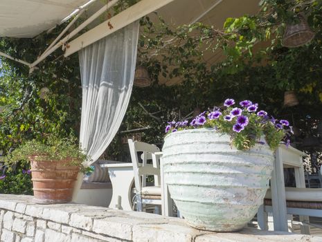 A cozy courtyard of traditional Greek tavern, decorated with colorful flowers in white clay pots, and over the head hanging green grapevine with grapes. Mediterranean countryside, Corfu Island.