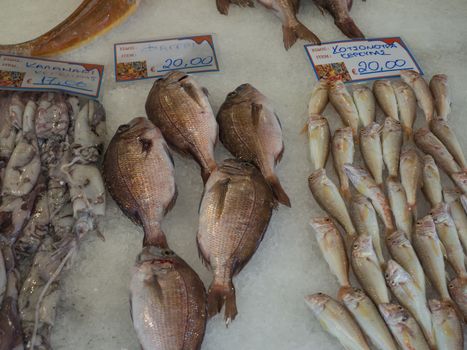 traditional fish market at Corfu town Kerkyra in greece. different kind of mediterranean fresh fishes and squid for sale on ice.