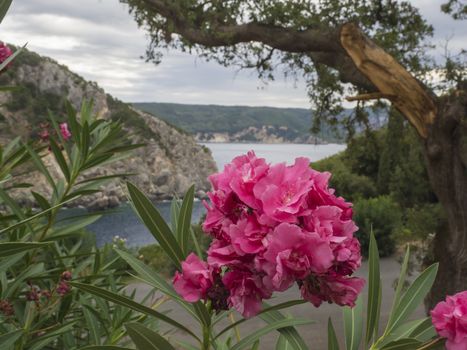 Close up pink oleander flowers Oleander Nerium with view on Paleokastritsa bay, sea,cliffs and tree. Corfu, Kerkyra, Greece.