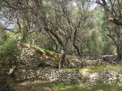 Mediterranean olive plantation with an old olive trees and stone wall. Picturesque landscape with twisted branches and roots, Corfu, Greece.