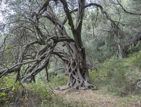 Mediterranean olive plantation with an old olive trees and stone wall. Picturesque landscape with twisted branches and roots, Corfu, Greece.