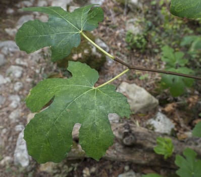 close up of fresh green leaves of a fig tree, selective fucus, dirt background