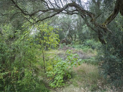 Mediterranean lush forest with old olive trees and climbing ivy plants. Picturesque landscape with twisted branches and roots, Corfu, Greece.